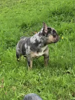 Kodak , a male French Bulldog for sale in Atlanta, GA – 4 of 6
