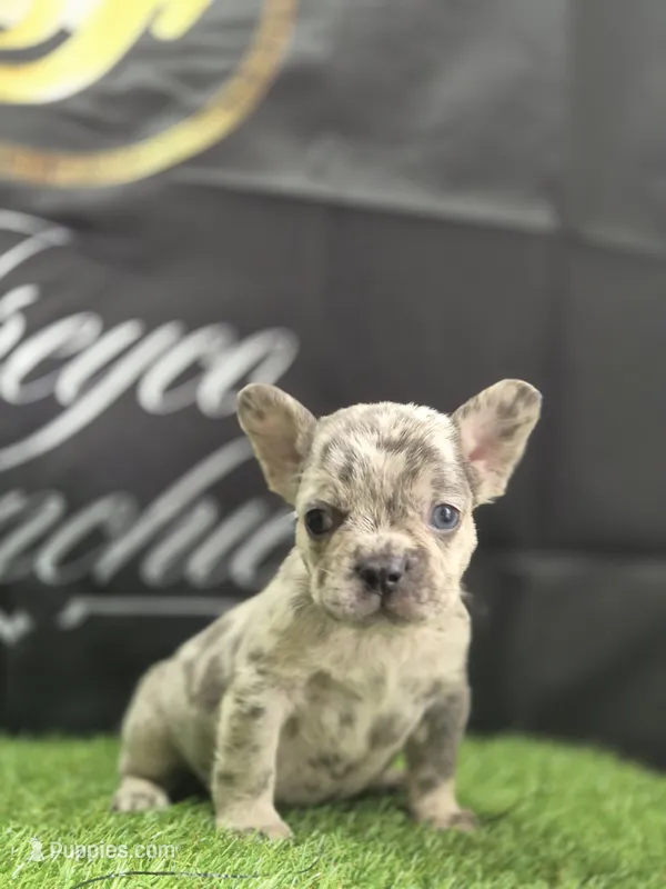 Ghost – French Bulldog puppy for sale in Atlanta, GA
