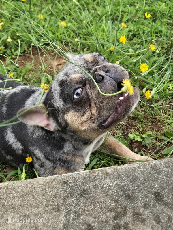 Kodak  – French Bulldog puppy for sale in Atlanta, GA