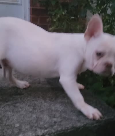Stack, a male French Bulldog for sale in McDonough, GA – 7 of 7