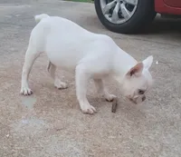 Stack, a male French Bulldog for sale in McDonough, GA – 5 of 7