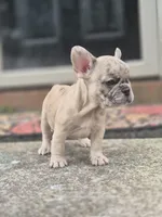 London , a female French Bulldog for sale in McDonough, GA – 4 of 6