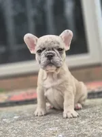 London , a female French Bulldog for sale in McDonough, GA – 3 of 6