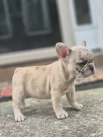 London , a female French Bulldog for sale in McDonough, GA – 2 of 6