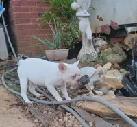 Celine , a female French Bulldog for sale in McDonough, GA – 2 of 6