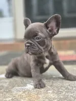 Coco, a female French Bulldog for sale in McDonough, GA – 3 of 6