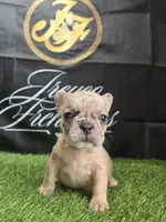 London , a female French Bulldog for sale in Atlanta, GA – 2 of 6