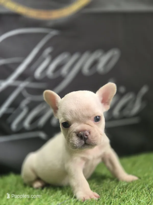 Smoke – French Bulldog puppy for sale in Atlanta, GA