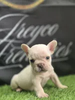 Smoke, a male French Bulldog for sale in Atlanta, GA – 1 of 4