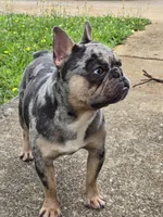 Kodak , a male French Bulldog for sale in Atlanta, GA – 6 of 6