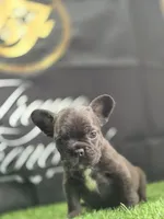 Coco, a female French Bulldog for sale in Atlanta, GA – 4 of 4