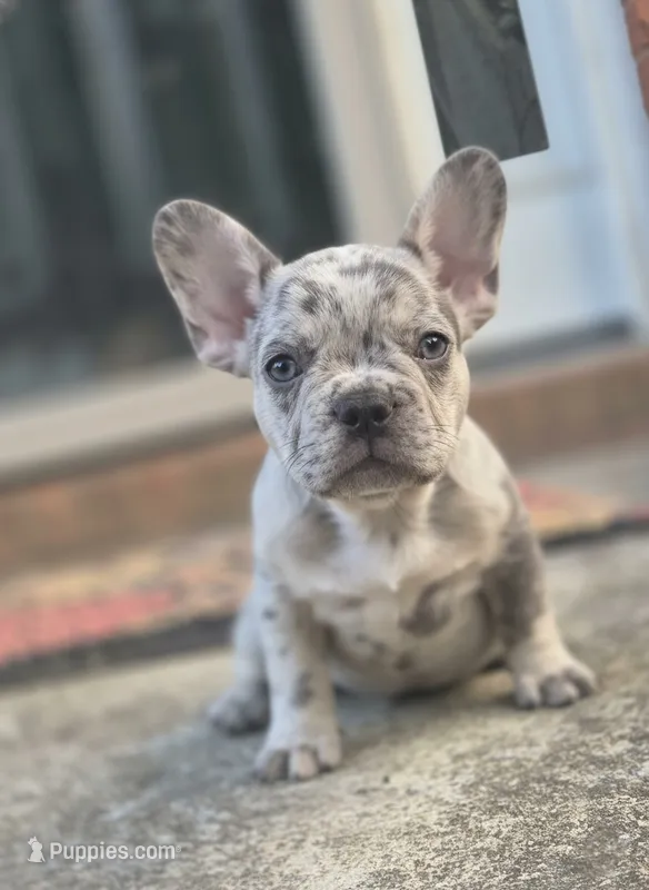 Ghost – French Bulldog puppy for sale in Atlanta, GA