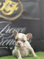 ICE-Man, a male French Bulldog for sale in Atlanta, GA – 3 of 4