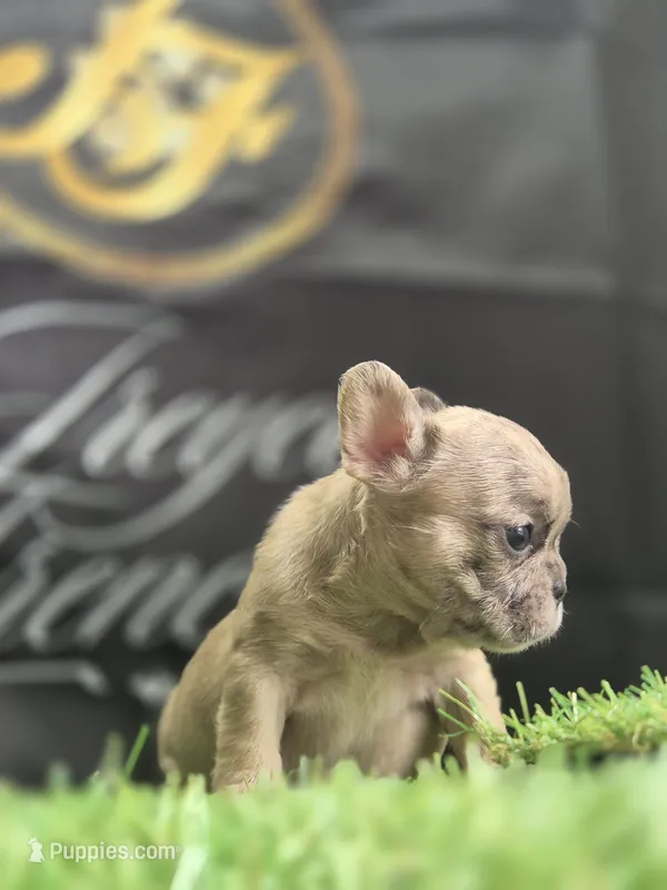 London  – French Bulldog puppy for sale in Atlanta, GA