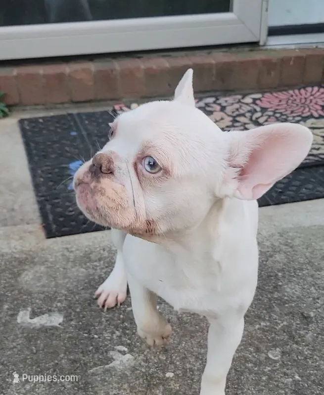 Celine  – French Bulldog puppy for sale in McDonough, GA