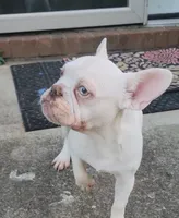 Celine , a female French Bulldog for sale in McDonough, GA – 1 of 6