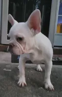 Stack, a male French Bulldog for sale in McDonough, GA – 3 of 7