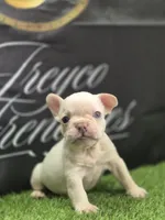 KILO, a male French Bulldog for sale in Atlanta, GA – 4 of 4