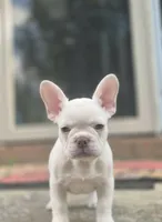 Stack, a male French Bulldog for sale in McDonough, GA – 3 of 6