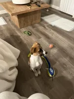 Bronco , a male Jack Russell Terrier and Parson Russell Terrier for sale in Vista, CA – Photo 3 of 5