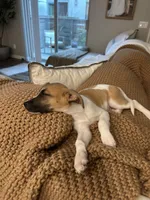 Bronco , a male Jack Russell Terrier and Parson Russell Terrier for sale in Vista, CA – Photo 4 of 5