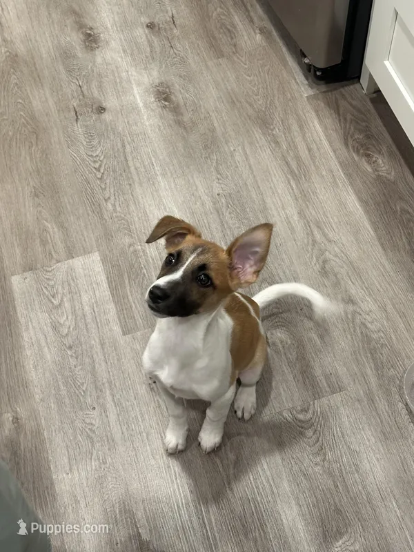 Bronco  – Jack Russell Terrier, Parson Russell Terrier puppy for sale in Vista, CA