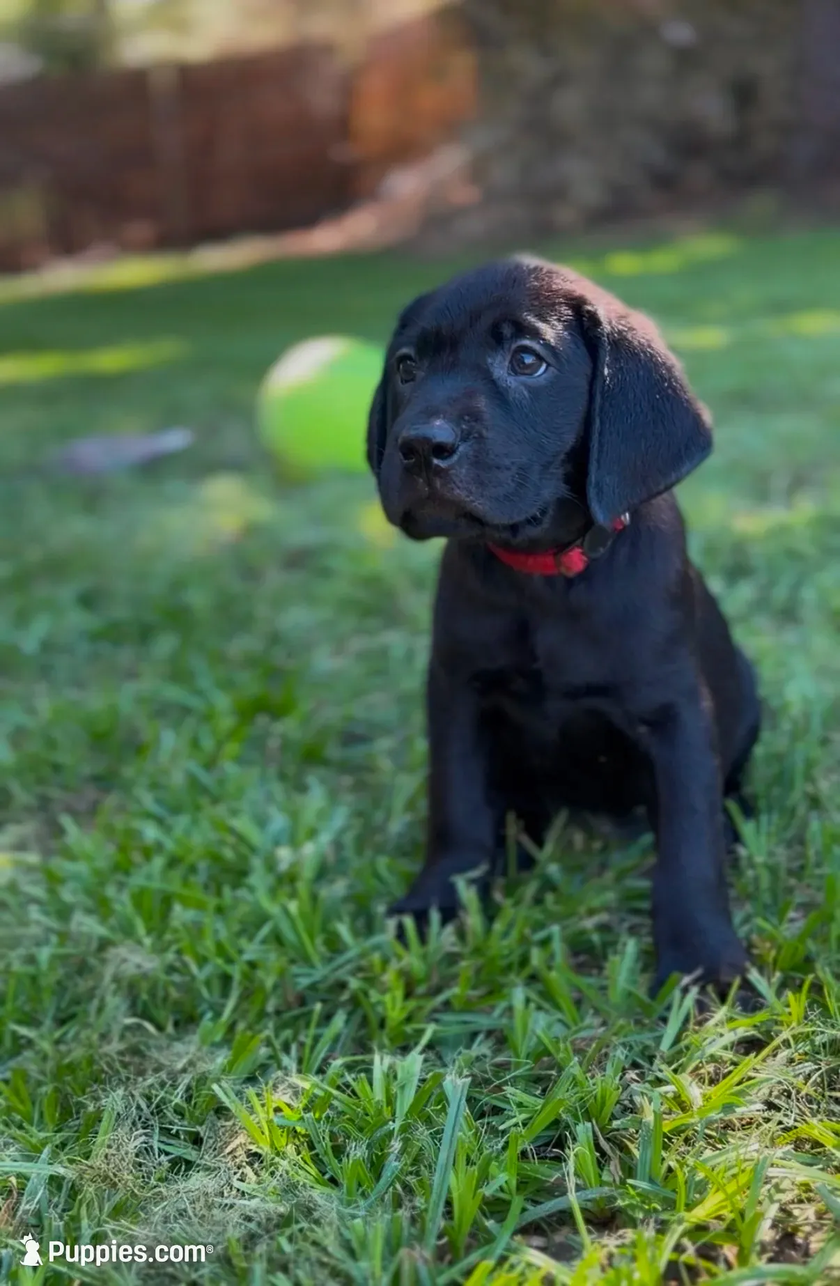Red, a male Labrador Retriever for sale in Oroville, CA – 2 of 10
