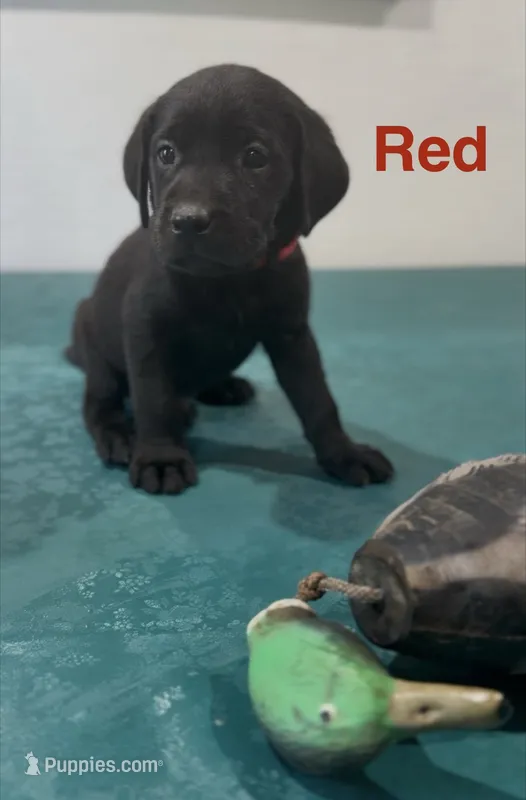 Red – Labrador Retriever puppy for sale in Oroville, CA