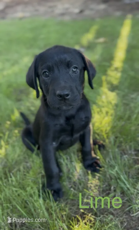 Lime Green – Labrador Retriever puppy for sale in Oroville, CA
