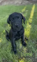 Lime Green, a male Labrador Retriever for sale in Oroville, CA – 3 of 8