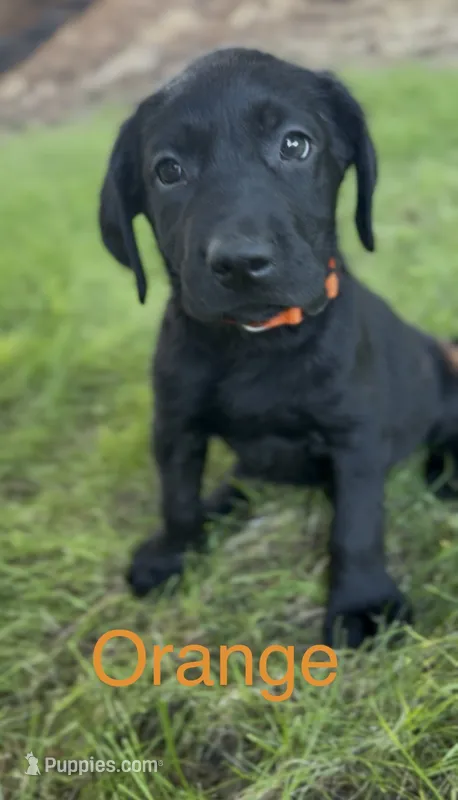 Orange – Labrador Retriever puppy for sale in Oroville, CA