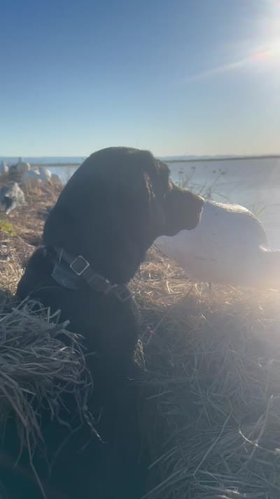 Red, a male Labrador Retriever for sale in Oroville, CA – 9 of 10