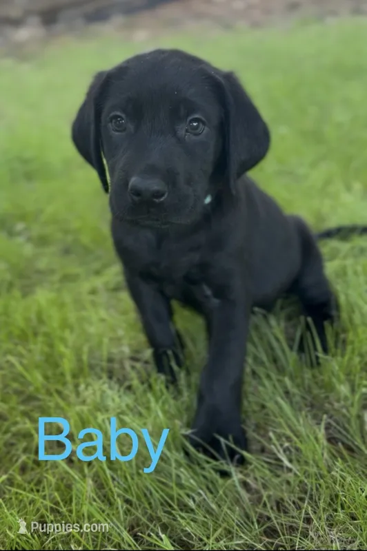 Baby Blue – Labrador Retriever puppy for sale in Oroville, CA