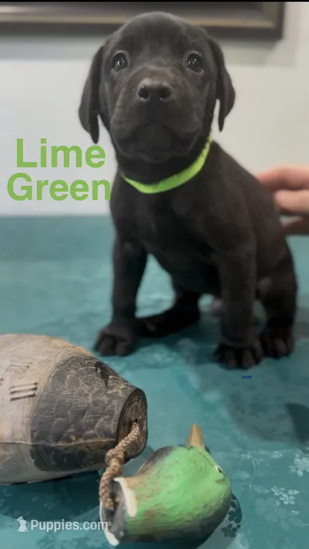 Lime Green – Labrador Retriever puppy for sale in Oroville, CA