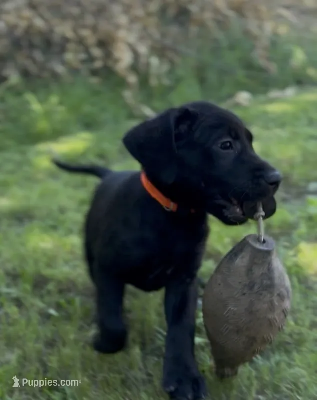 Orange – Labrador Retriever puppy for sale in Oroville, CA