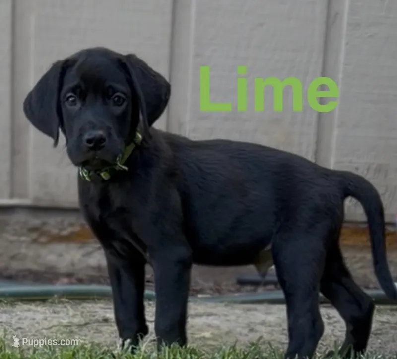Lime Green – Labrador Retriever puppy for sale in Oroville, CA