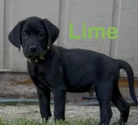 Lime Green, a male Labrador Retriever for sale in Oroville, CA – 1 of 8