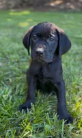 Red, a male Labrador Retriever for sale in Oroville, CA – 3 of 10