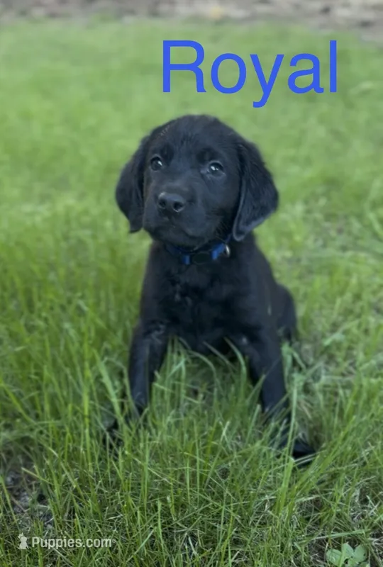 Royal Blue – Labrador Retriever puppy for sale in Oroville, CA