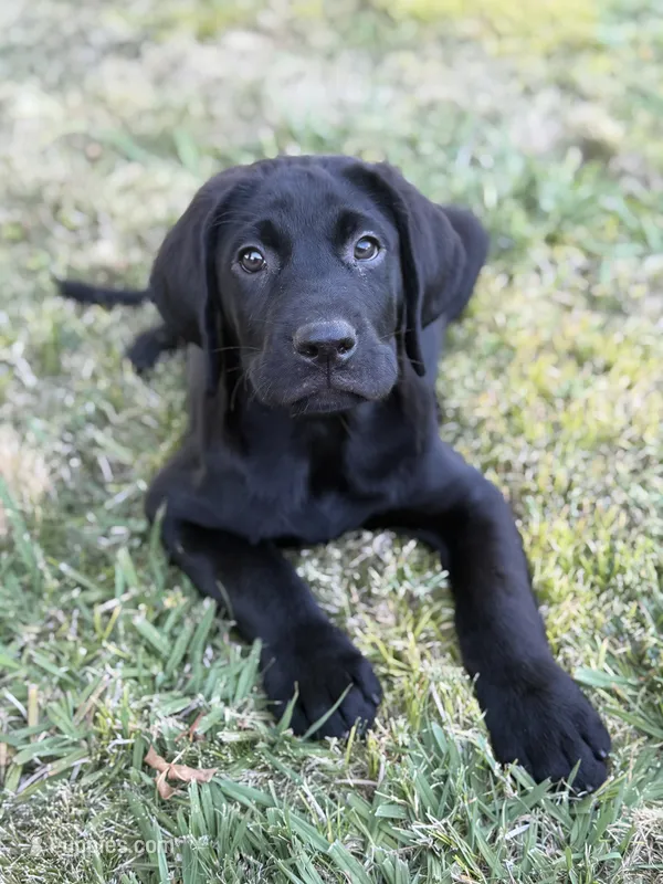 Lime Green – Labrador Retriever puppy on hold in Oroville, CA