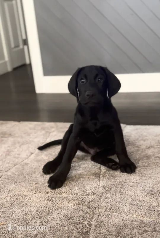 Red – Labrador Retriever puppy for sale in Oroville, CA
