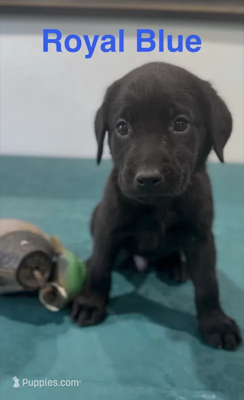 Royal Blue – Labrador Retriever puppy for sale in Oroville, CA