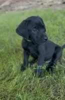 Lime Green, a male Labrador Retriever for sale in Oroville, CA – 4 of 8
