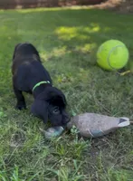 Lime Green, a male Labrador Retriever for sale in Oroville, CA – 2 of 8