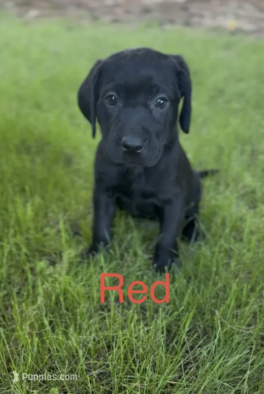 Red – Labrador Retriever puppy for sale in Oroville, CA