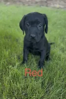Red, a male Labrador Retriever for sale in Oroville, CA – 7 of 10