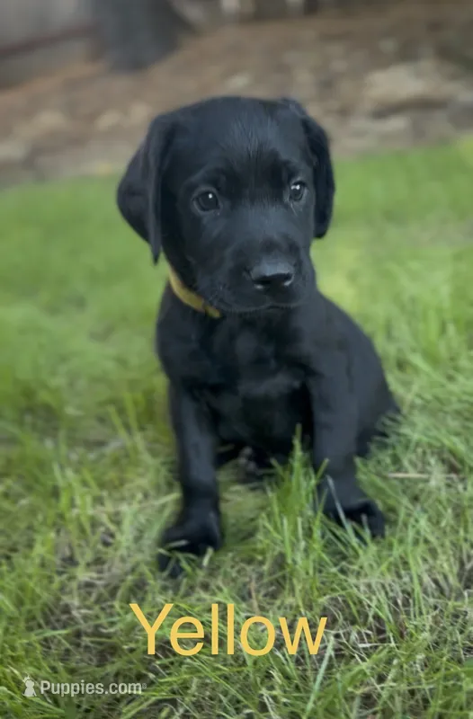 Yellow – Labrador Retriever puppy for sale in Oroville, CA