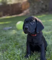 Red, a male Labrador Retriever for sale in Oroville, CA – 1 of 10