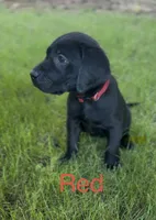 Red, a male Labrador Retriever for sale in Oroville, CA – 5 of 10