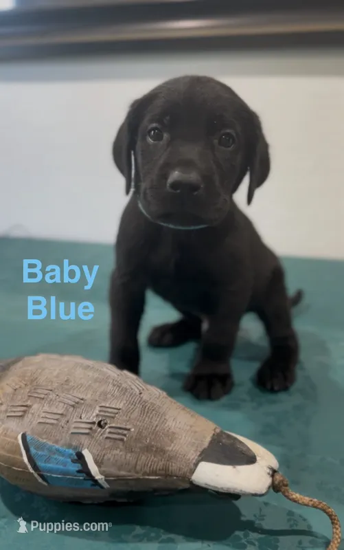 Baby Blue – Labrador Retriever puppy for sale in Oroville, CA